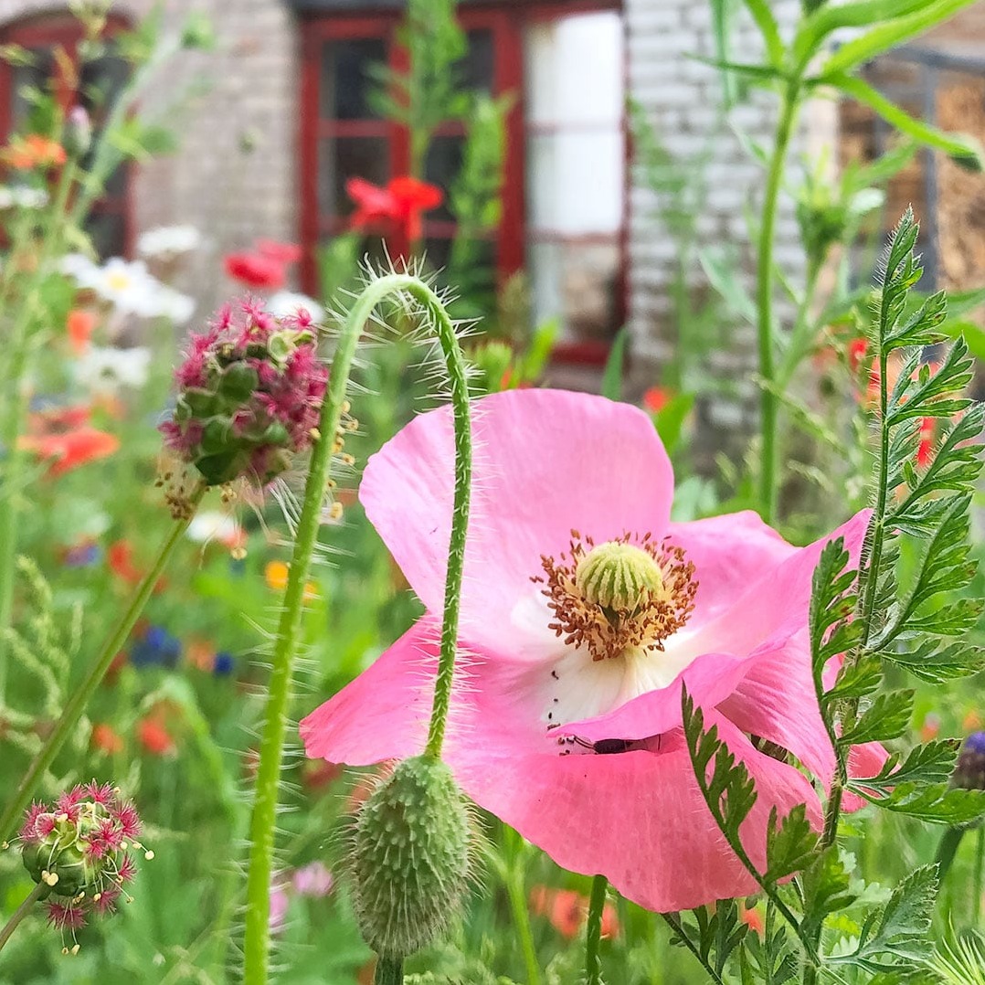 rosa Mohn in der Büdnerei
